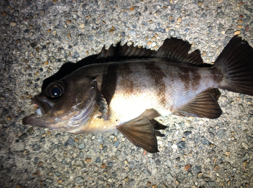 チャメバルの釣果