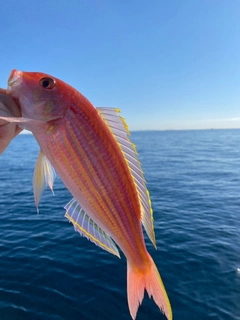 イトヨリダイの釣果