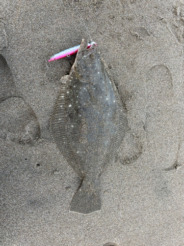 ヒラメの釣果