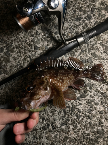 カサゴの釣果