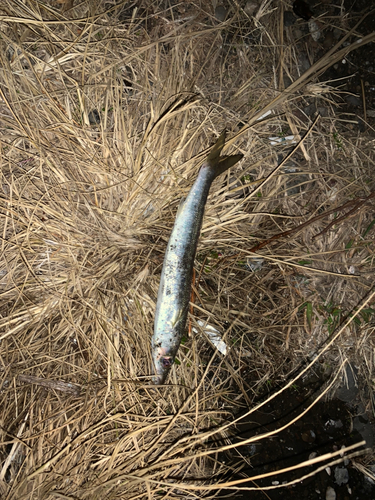 カマスの釣果