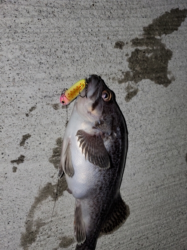 クロソイの釣果