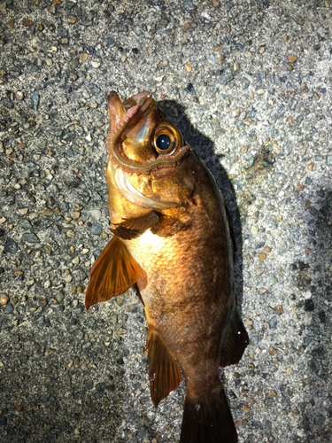 チャメバルの釣果