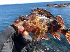 カサゴの釣果