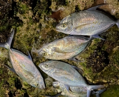 ナンヨウカイワリの釣果