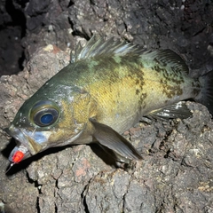 クロメバルの釣果