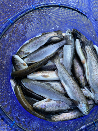 ニジマスの釣果