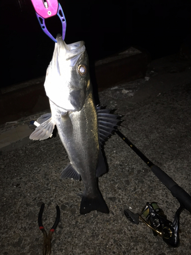 シーバスの釣果