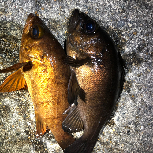 チャメバルの釣果