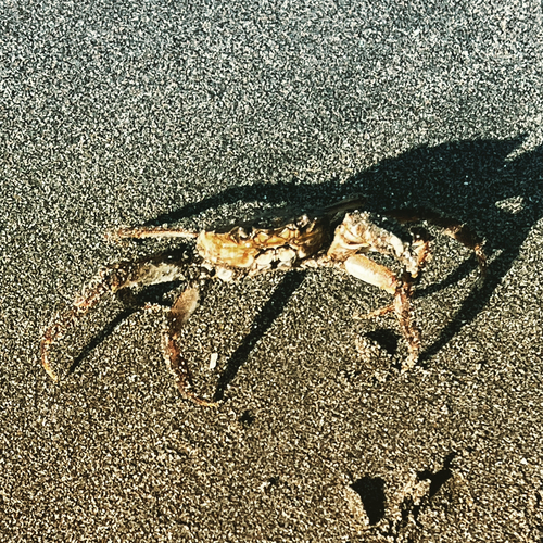 カニの釣果