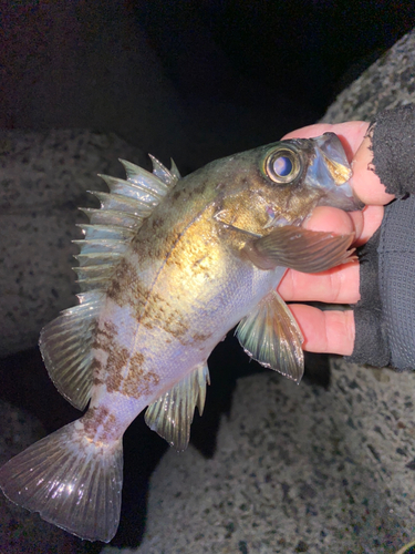 シロメバルの釣果