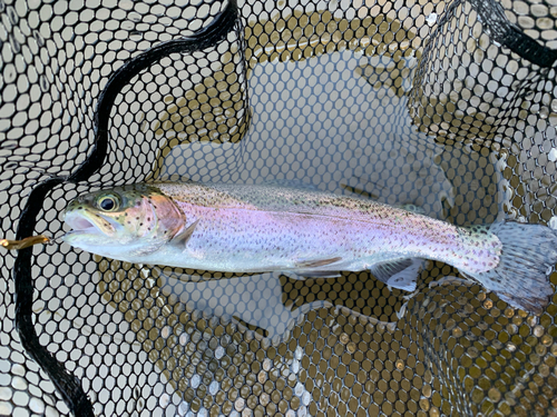 ニジマスの釣果