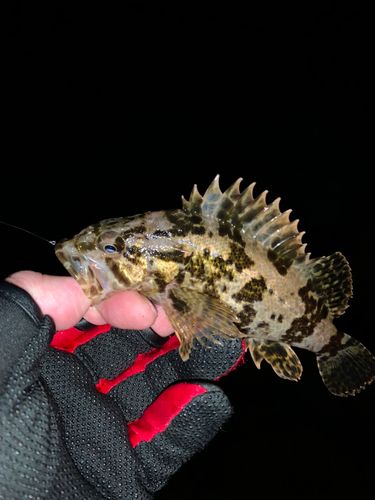 タケノコメバルの釣果