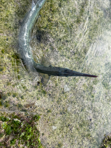 ダツの釣果