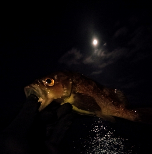 エゾメバルの釣果