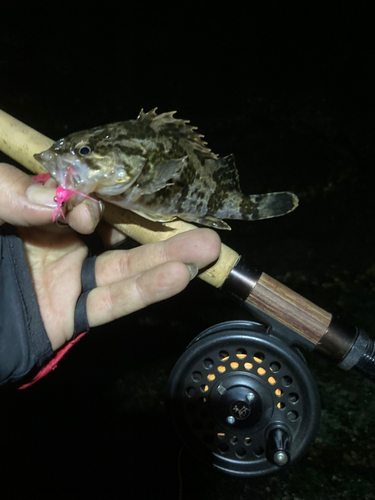 タケノコメバルの釣果