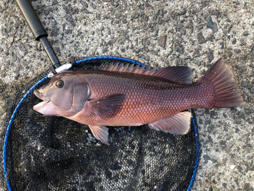 コブダイの釣果