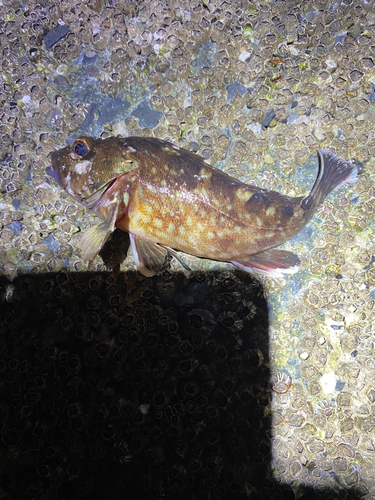 カサゴの釣果