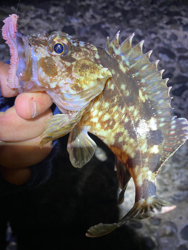 カサゴの釣果