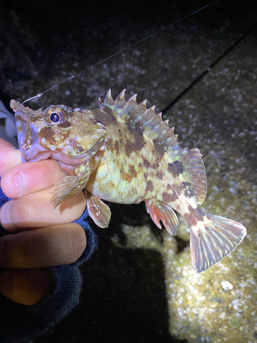 カサゴの釣果