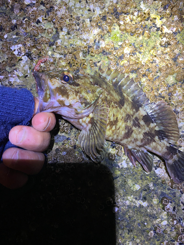 カサゴの釣果