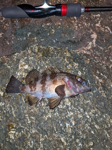 シロメバルの釣果