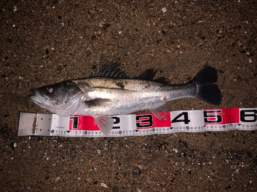 シーバスの釣果