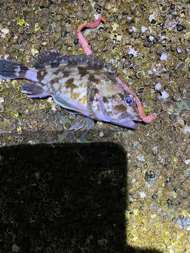 カサゴの釣果