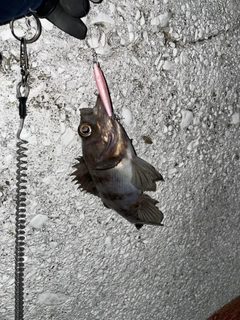 タケノコメバルの釣果