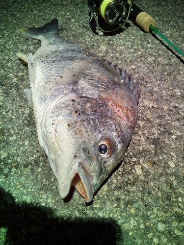 キビレの釣果