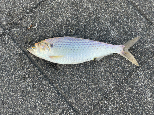 コノシロの釣果