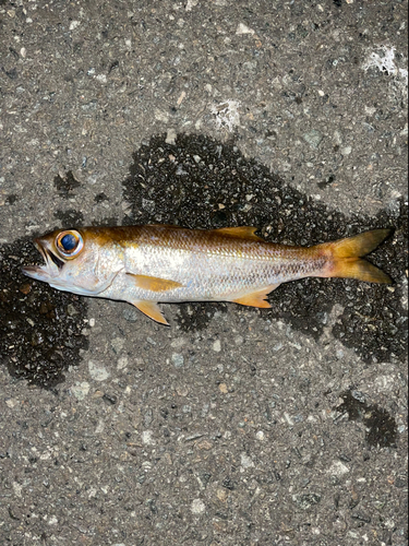 ムツの釣果