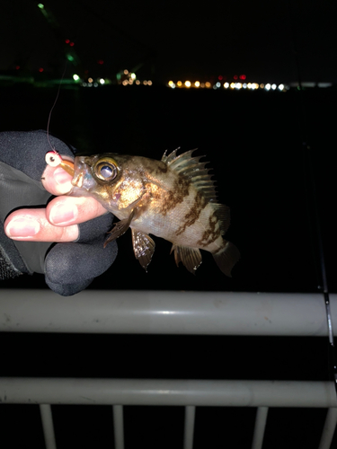 メバルの釣果