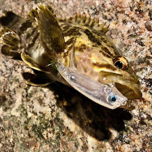 タケノコメバルの釣果