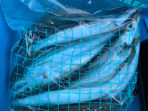 カマスの釣果