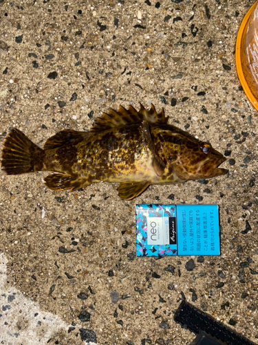 タケノコメバルの釣果