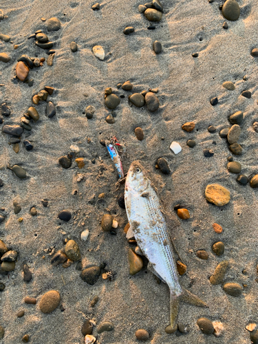 コノシロの釣果