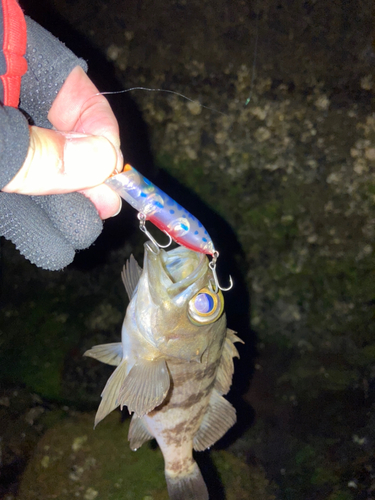 シロメバルの釣果