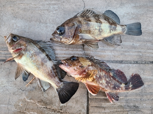 メバルの釣果