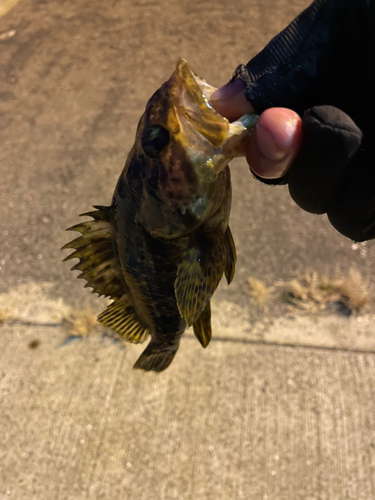 タケノコメバルの釣果