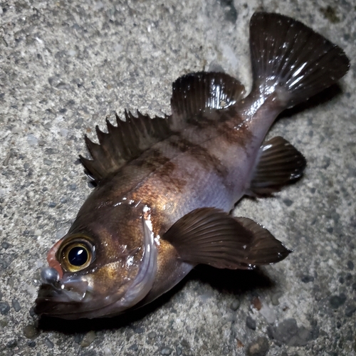 メバルの釣果