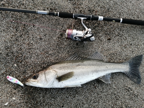 フッコ（マルスズキ）の釣果