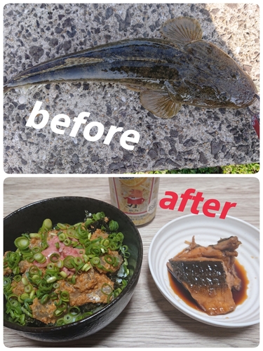 マゴチの釣果