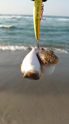 クサフグの釣果