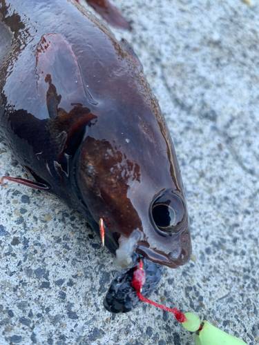 ドンコの釣果