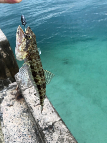 エソの釣果