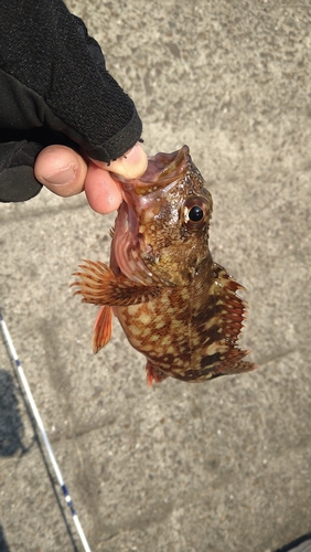 アラカブの釣果