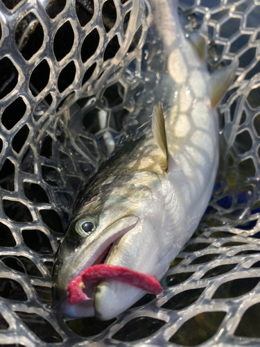 トラウトの釣果