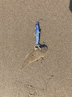 シタビラメの釣果