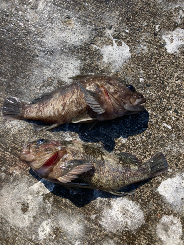 ソイの釣果